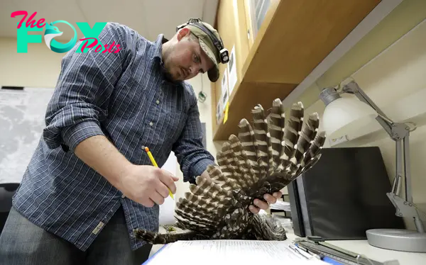 U.S. Officials Plan to Kill Thousands of Owl Species to Save Another From Extinction