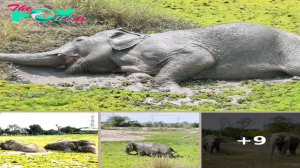 Rescued Elephant Who Hates Water Still Takes Her Blind Best Friend Swimming