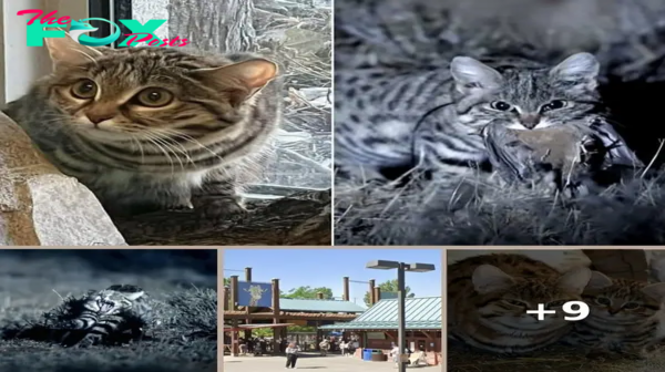 World’s deadliest — but most adorable — cat arrives at Utah Zoo: ‘feisty personality’