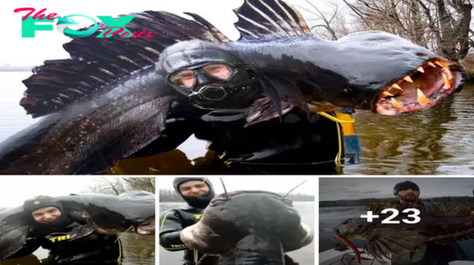 Astonished divers find a massive black fish with serrated teeth.