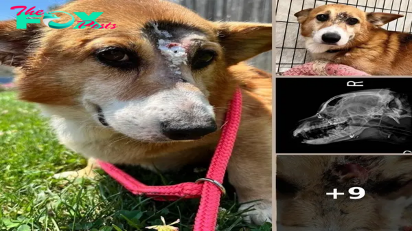 Corgi ‘Arthur, The Survivor’ survives after being shot between the eyes