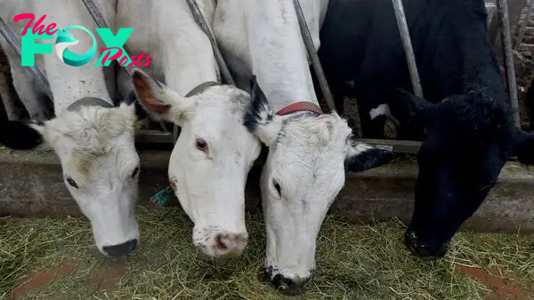 4th person catches bird flu from cows, this time in Colorado