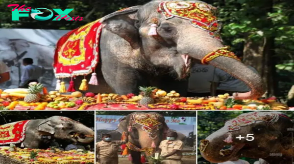 Mo Mo’s grand 69th birthday party: Fruit-filled celebration at Yangon Zoo