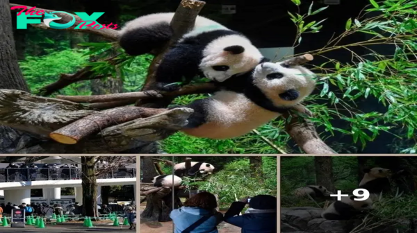 Twin panda cubs debut at Tokyo zoo, woo devoted fans