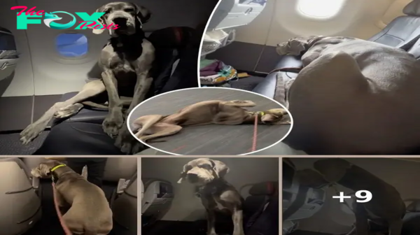 My giant service dog takes up a whole row on a plane — I don’t care, I need her