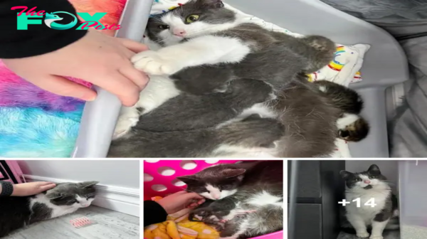 SOT.Cat Found Wandering Snowy Roads is Overjoyed to Have Her Kittens Safe and Warm.SOT