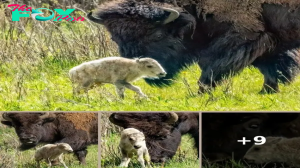 Birth of Rare White Buffalo in Yellowstone Fulfills Lakota Prophecy