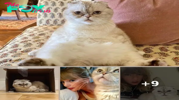 Taylor Swift’s cat is worth $97M, among world’s richest pets: report