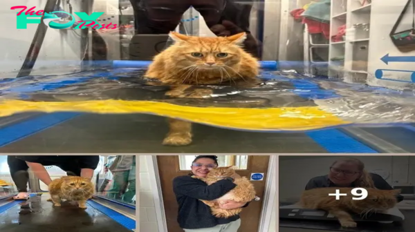 Chubby cat takes up aqua aerobics to lose weight, with promising and adorable results — see the video