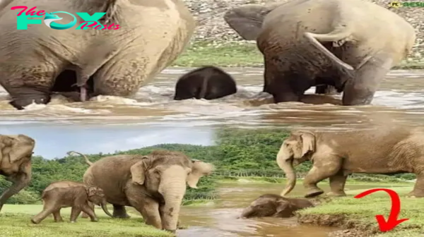 Nanny and Mother Elephant Team Up to Safeguard Baby While Splashing in the River