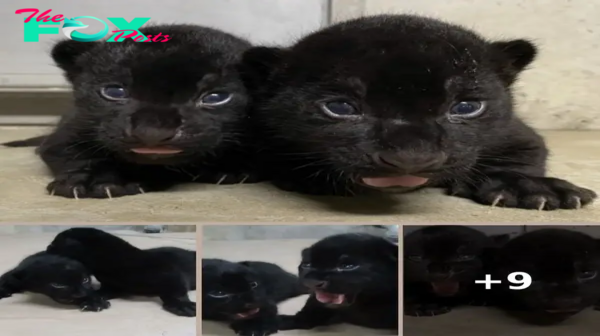 Jaguar Twins Were Born At Kobe Municipal Oji Zoo For The First Time In 8 Years