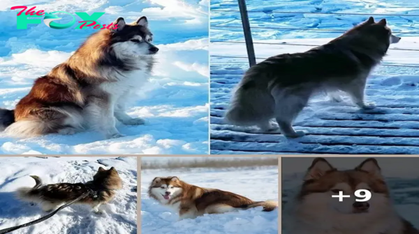 Dog TikTok Star Living Near the North Pole Plays in 24/7 Sunshine: ‘Living His Best Life’ (Exclusive)