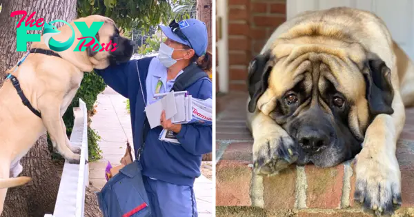 QT Every morning, a 200-pound Pit Bull eagerly awaits the mailman, engaging in a delightful routine that includes a warm, loving hug