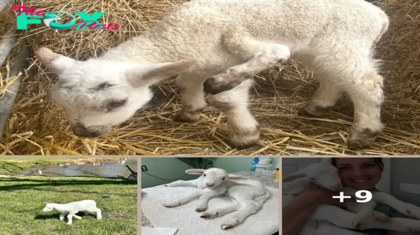 Good Samaritan rescues 5-legged lamb, seeks life-saving surgery funds