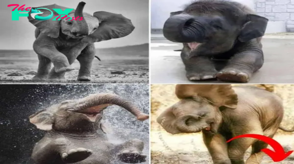 Captivating Playfulness: The Irresistible Charm of Baby Elephants