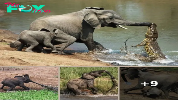 Heroic Elephant Mother Saves Calf from Crocodile Attack in Viral Video