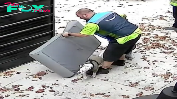 NN.Moved by compassion that surpasses his professional duties, a delivery man decides to postpone a scheduled delivery to rescue and gently care for a mud-covered puppy in dire need.