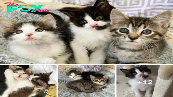 SOT.Family Adopts Kittens and Discovers Trio with Unbreakable Bond.SOT