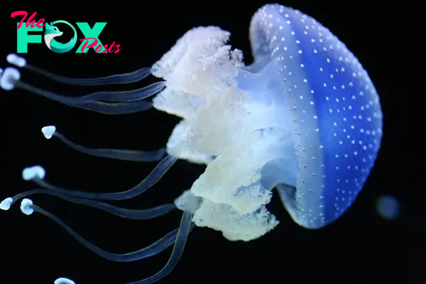 Discovering the Enigmatic World of Jellyfish