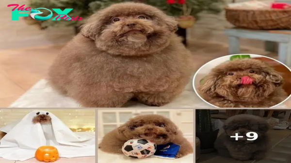 ‘World’s cutest dog’ is completely round: ‘When I have a bad day, I look at this dog’