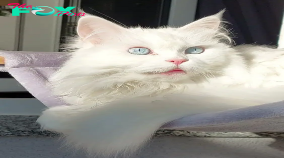 SOT.The Captivating Allure of Blue-Eyed Cats with Adorable Pink Noses.SOT