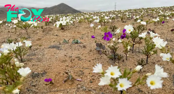 Chilean Desert blooms in rare winter surprise