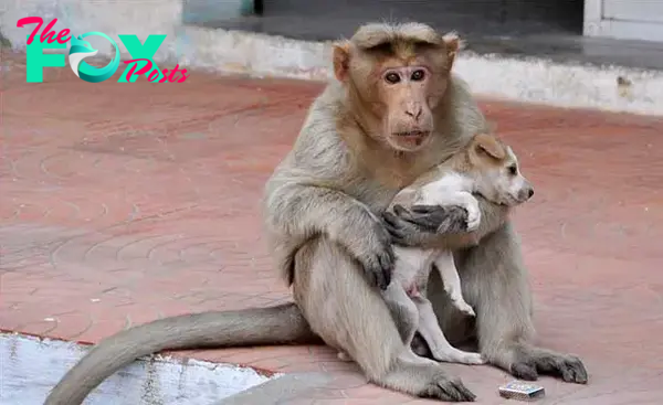 nht.It is heartwarming when the 15-year-old Monkey King adopts an abandoned puppy, protecting him from other aggressive dogs and surprising millions of people.