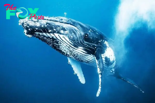 The Majestic Giants of the Ocean: Whales and Their Remarkable Lives H14