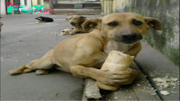 SO.Heartwarming Moment: Homeless Pup’s Ecstatic Reaction to Bread Donation Goes Viral.SO