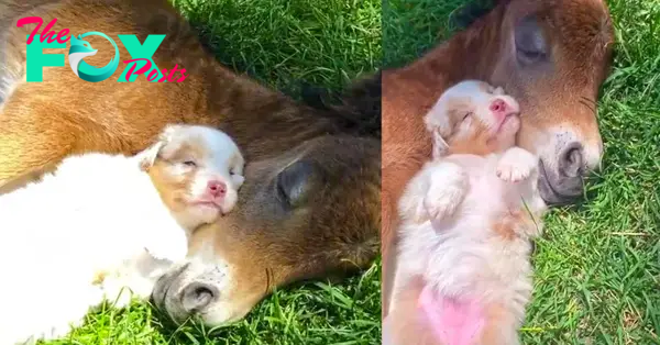 SO.A Heartwarming Nap: A Puppy and Foal’s Unbreakable Bond of Friendship!.SO