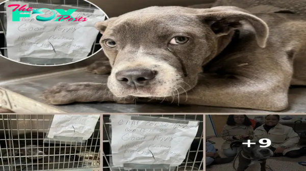 ‘Terrified’ puppy cruelly abandoned, tied to pole with a note, gets second chance: ‘Our hearts broke for her’