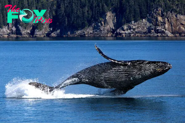 Whales: Majestic Giants of the Ocean