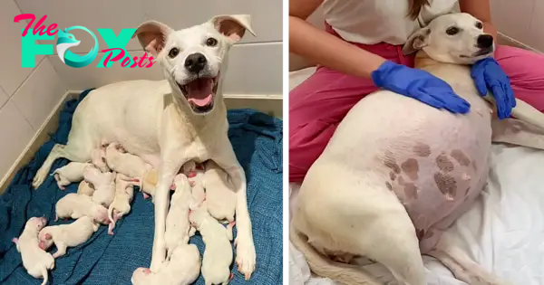 SA.An abandoned mother dog, taken to a shelter while 9 weeks pregnant, gives birth to 14 adorable puppies, showcasing a heartwarming story of hope and new beginnings.SA