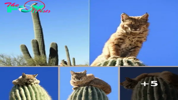 Lord Of The Cactus Looks Down On You From His Spiny Tower