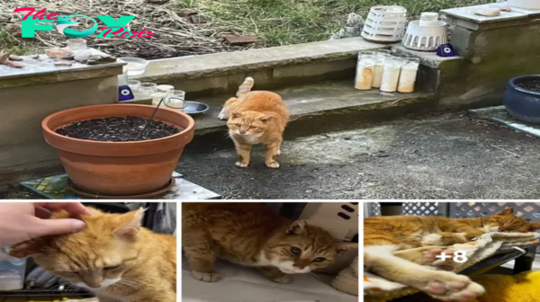 SOT.From Streets to Sweet Dreams: A Cat’s Incredible Journey After a Decade Outdoors.SOT