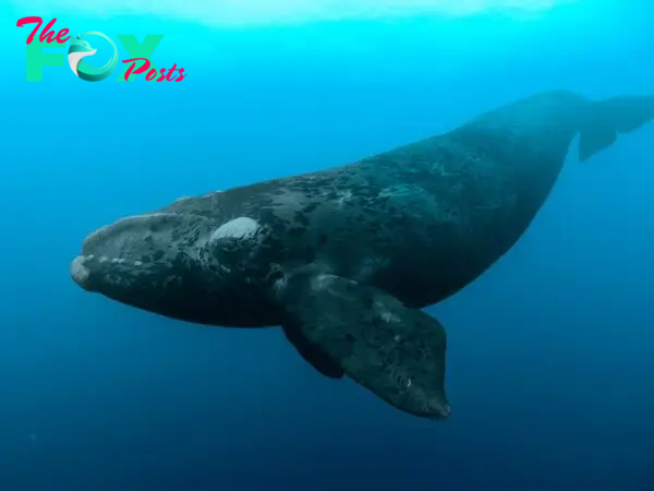 The Magnificent World of Whales: Guardians of the Ocean’s Majesty H15