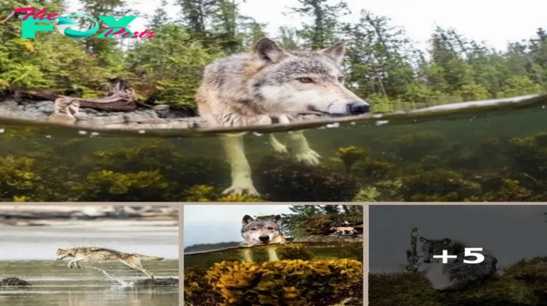 Meet Rare Sea Wolves Who Live Off The Ocean And Can Swim For Hours