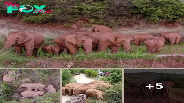 China’s Wandering Elephants Halt After 300-Mile Trek, Captivating Millions Online