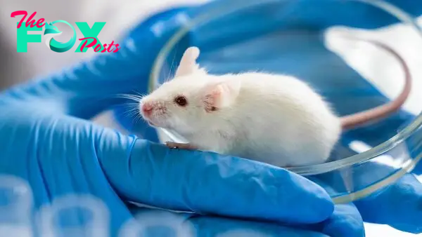 Scientists breed most human-like mice yet