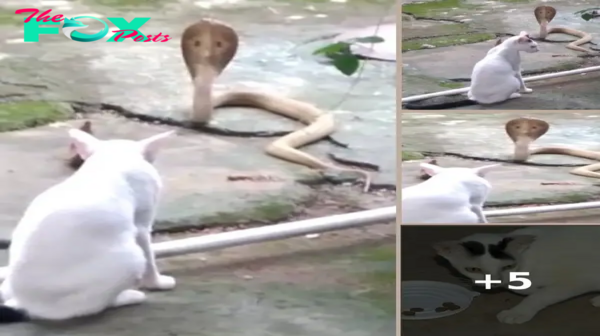 Brave Cat Stands Guard, Stops Cobra From Entering House