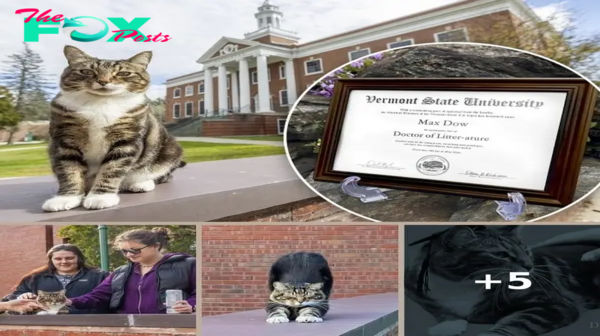 This cat earned his doctorate from a Vermont university: ‘Doctor of Litter-ature’