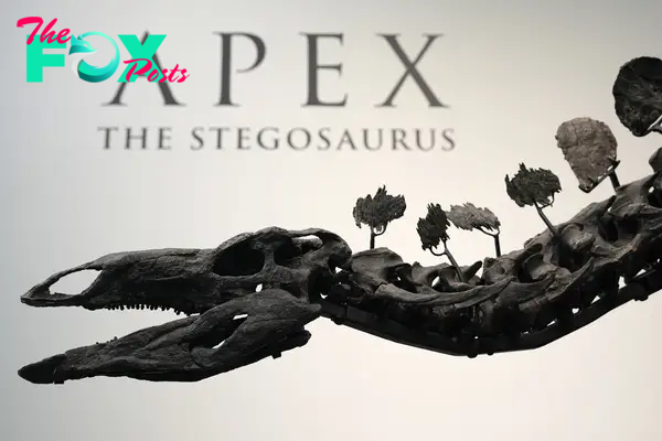 A Stegosaurus Nicknamed Apex Will Be Auctioned in New York