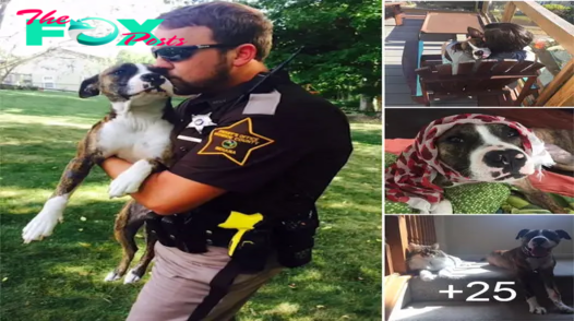 SO.Abandoned Dog in Park Finds Forever Home with Rescuing Officer.SO