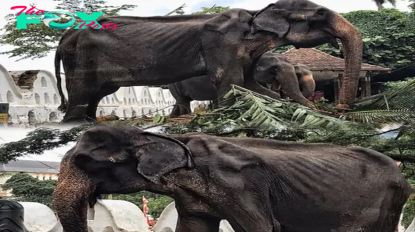 Harrowing pictures show emaciated elephant’s body after being ‘tortured’ every day by Sri Lankan owners who parade her in festival costume