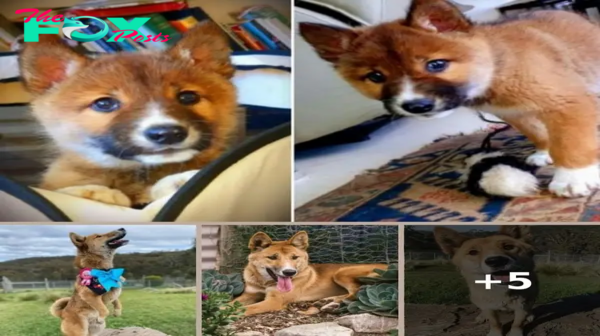 Stray Puppy turned out to be a Rare Australian Alpine Dingo!