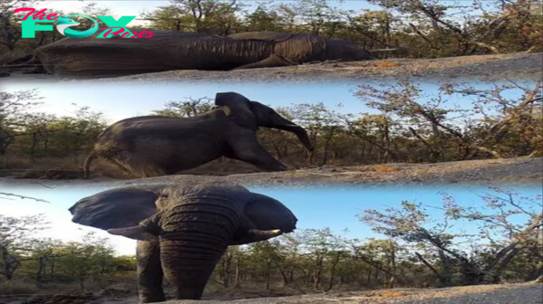 Not quite Sleeping Beauty! Video captures moment an elephant stretches then yawns after waking from a deep sleep at South African national park