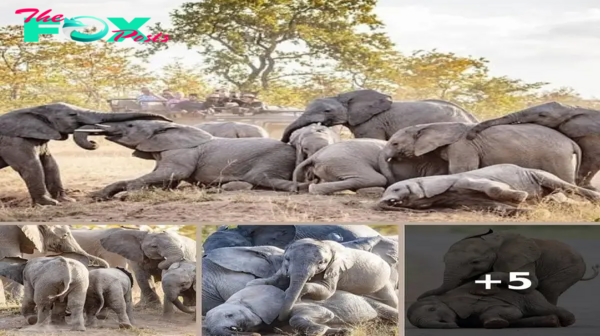 Elephant Family’s Heartwarming Reunion Captivates Spectators in Stunning Mountain Setting