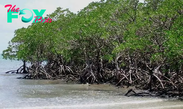 Research unveils carbon storage power of planted Mangroves