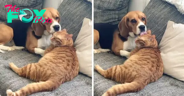 QT Dog freezes after realizing she’s on camera grooming the cat
