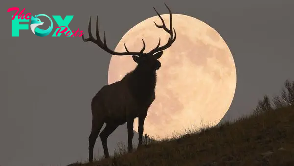 July's full 'Buck Moon' rises this week — and signals a big lunar transition is on the way